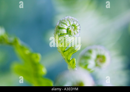 Pousse de fougère (Pteridium aquilinum) Banque D'Images