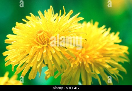 Le pissenlit (Taraxacum officinale) Banque D'Images