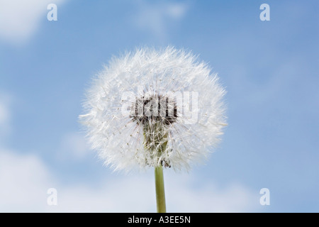 Blowballs (Taraxacum officinale) Banque D'Images