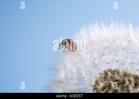 Blow ball (Taraxacum officinale) avec ladybird (Coccinellidae) Banque D'Images