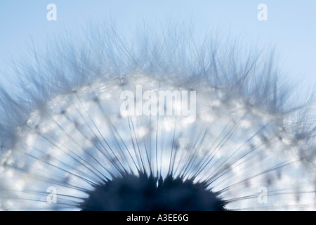 Blowballs (Taraxacum officinale) Banque D'Images