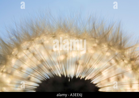 Blowballs (Taraxacum officinale) Banque D'Images