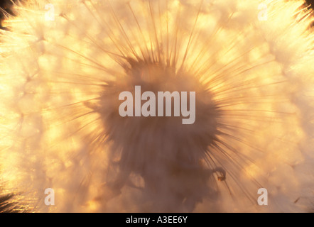 Blowballs (Taraxacum officinale) Banque D'Images