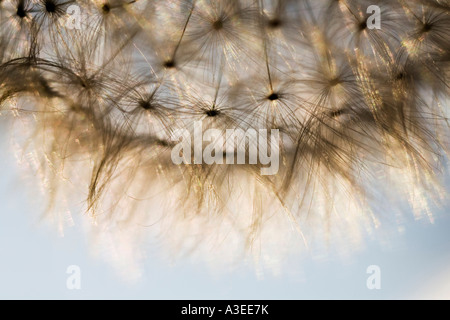 Blowballs (Taraxacum officinale) Banque D'Images