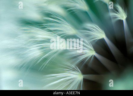 Blowballs (Taraxacum officinale) Banque D'Images