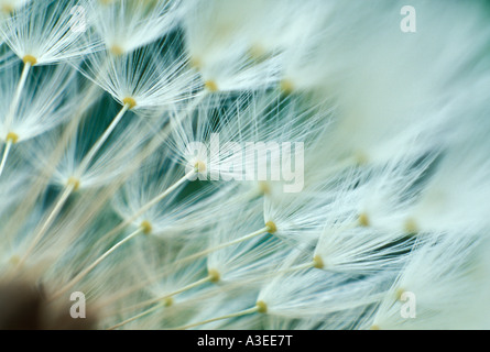 Blowballs (Taraxacum officinale) Banque D'Images