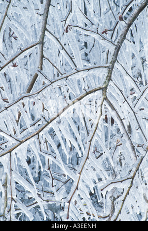 Les brindilles d'un arbre trouvera appple encastré dans la glace et avec des glaçons suspendus Banque D'Images