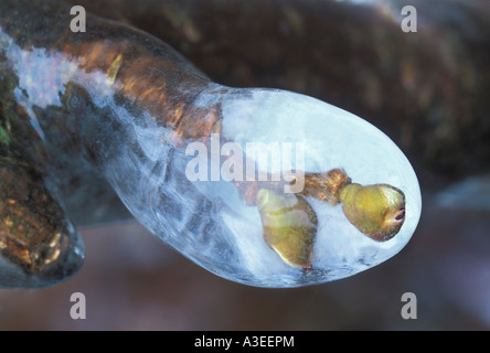 Les bourgeons d'un pommier enfermées dans la glace après une pluie verglaçante Banque D'Images