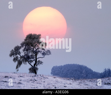 GB - Ecosse : l'hiver dans la région de Glen Lochsie Banque D'Images