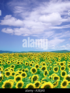 FR - PROVENCE : champ de tournesols Banque D'Images