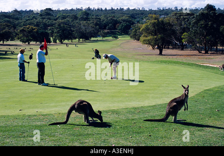 Cours de golf d'Anglesea, célèbre pour sa grande population de kangourous, Great Ocean Road, Victoria, Australie, horizontal, Banque D'Images