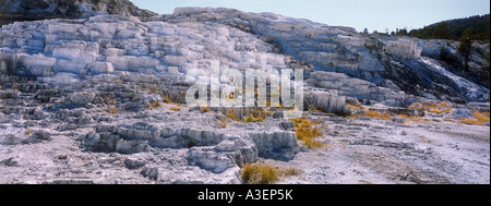 Parmi les terrasses en travertin Elk Mammoth Hot Springs Parc National de Yellowstone au Wyoming United States of America l'horizontale Banque D'Images