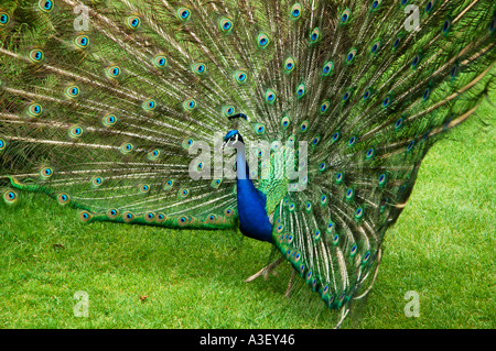 L'affichage couleur magnifique paon plumes de queue avec marquages œil Poultons Park Southampton Hampshire Banque D'Images