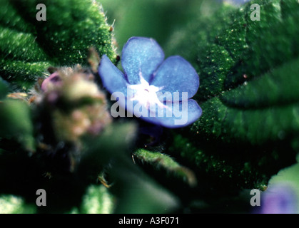 Jolie fleur bleue en soleil Banque D'Images