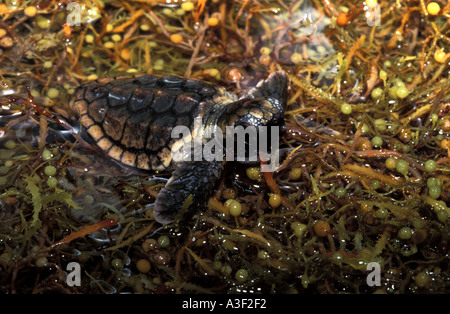 Photo NA 877 tortues tortue Caretta caretta reposant sur des sargasses flottantes Photo Copyright Brandon Cole Banque D'Images