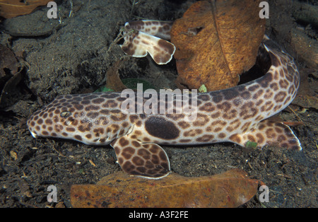 Mn410 Requin épaulette de Freycinet Requin épaulette Hemiscyllium ocellatum ou Hemiscyllium freycineti Photo Copyright Brandon Cole Banque D'Images