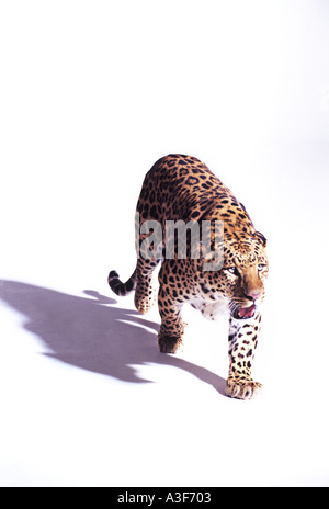 Tiger walking against white background Banque D'Images