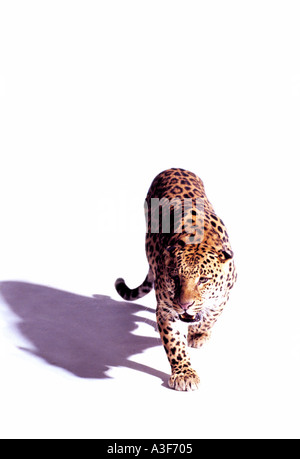 Tiger walking towards camera sur fond blanc Banque D'Images