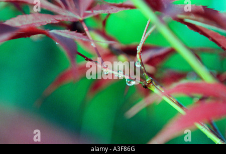 Acer japonicum Aconitifolium, Close up des feuilles avec des gouttelettes de pluie qui brille dans la lumière du soleil Banque D'Images