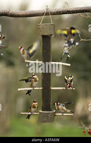 Chardonnerets Carduelis carduelis group se nourrissant de graines jardin nyger sur convoyeur Janvier Banque D'Images