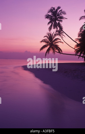 Palmiers sur la rive calme à l'aube en Maldives Banque D'Images