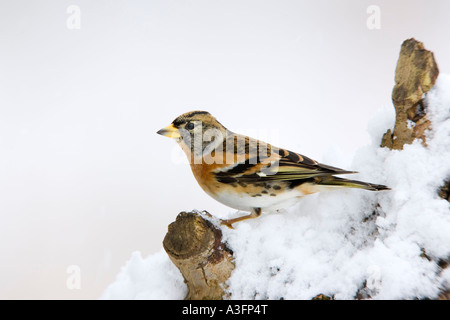 Pinson du Nord Fringilla montifringilla perché sur la neige couverts se connecter à l'arrière-plan d'alerte avec de belles chutes de neige et des lits de potton Banque D'Images