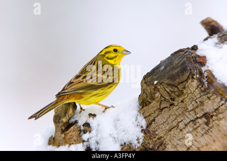 Yellowhammer Emberiza citrinella perché sur la neige couverts se connecter à l'arrière-plan agréable et propre avec alerte bedfordshire potton Banque D'Images