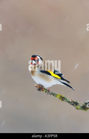 Goldfinch Carduelis carduelis perché sur couverts de lichens à rameau aîné alerte dans la neige qui tombe à l'arrière-plan agréable et propre Banque D'Images