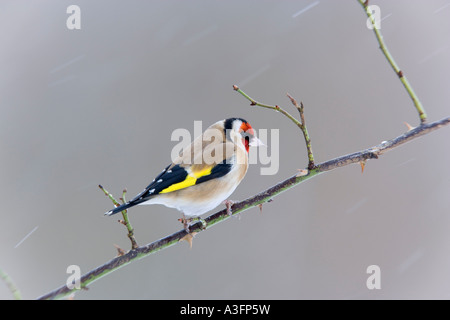Goldfinch Carduelis carduelis perché sur alerte à la brindille dans la neige avec arrière-plan agréable et propre bedfordshire potton Banque D'Images