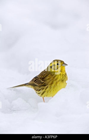 Emberiza citrinella Yellowhammer mâle se nourrissant de sol couvert de neige bedfordshire potton Banque D'Images