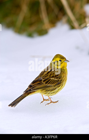 Yellowhammer Emberiza citrinella debout sur l'herbe couverte de neige Alerte à bedfordshire potton Banque D'Images