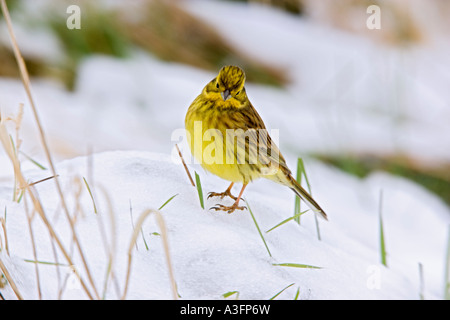 Emberiza citrinella Yellowhammer mâle debout à Alert, sur l'herbe couverte de neige bedfordshire potton Banque D'Images