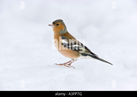 Chaffinch Fringilla coelebs debout dans la neige à potton alerte bedfordshire Banque D'Images