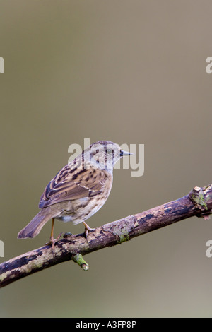 Prunella modularis AKA : Hedge Sparrow, Hedge accentor perché sur alerte à la brindille avec arrière-plan agréable et propre lits potton Banque D'Images