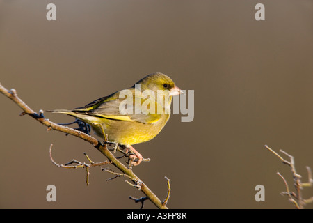 Verdier Carduelis chloris perché sur alerte à la brindille avec arrière-plan agréable et propre bedfordshire potton Banque D'Images