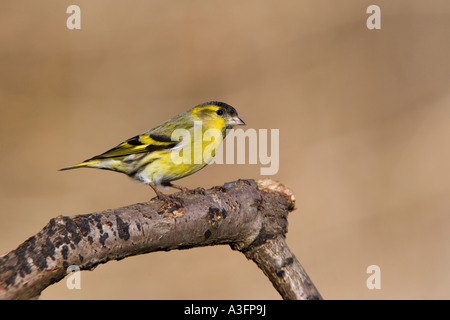 Siskin Carduelis spinus alerte à la direction perché sur nice avec fond propre bedfordshire potton Banque D'Images