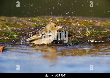 Fringilla coelebs Chaffinch Femail baignant dans l'étang avec des projections d'eau et de l'arrière-plan nice bedfordshire potton Banque D'Images