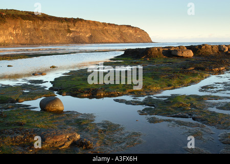 Robin Hoods Bay à la recherche d'algues à travers la plate-forme de roche couverts vers Ness Point également appelé North joue Banque D'Images