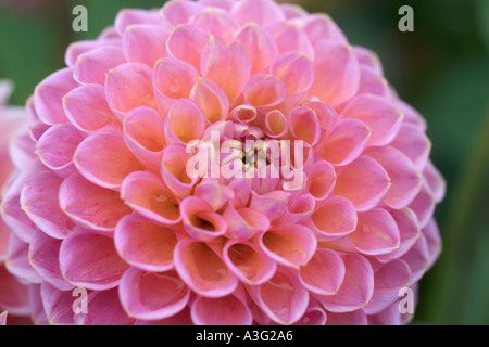 Dahlia : 'Wootton Cupid' Banque D'Images