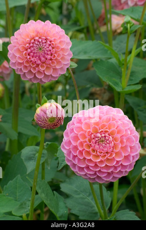 Cupid' Dahlia 'Wootton Banque D'Images