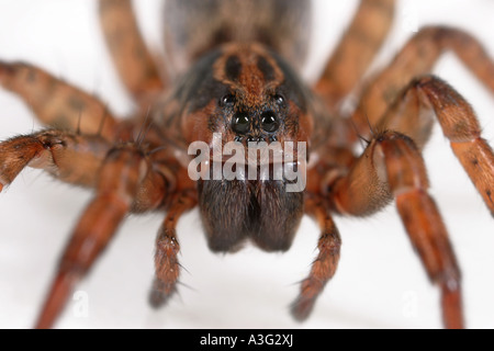 Close up of a Wolf Spider, Trochosa terricola, chef sur voir, sur fond blanc. Banque D'Images