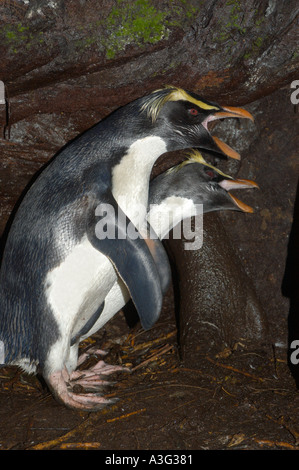 FIORDLAND CRESTED PENGUIN (Eudyptes pachyrhynchus) couple reproducteur dans la parade nuptiale, île du Sud Nouvelle-Zélande Banque D'Images