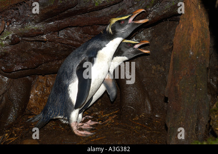 FIORDLAND CRESTED PENGUIN (Eudyptes pachyrhynchus) couple reproducteur dans la parade nuptiale, île du Sud Nouvelle-Zélande Banque D'Images