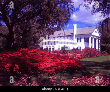 Hôtel particulier d'avant plantation Orton près de Wilmington en Caroline du Nord avec d'énormes buissons d'azalées en fleurs Banque D'Images