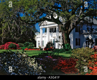 Hôtel particulier de Plantation Orton près de Wilmington en Caroline du Nord avec d'énormes buissons d'azalées en fleurs Banque D'Images