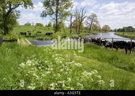 Profitant de l'herbe de printemps des vaches de la région des Cotswolds près de pont et gué sur la Sherborne Brook à Sherborne, Gloucestershire Banque D'Images