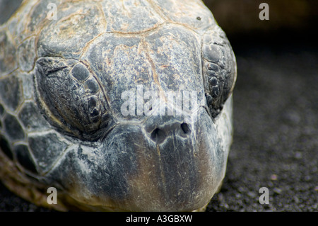 Tortue de mer vertes à Punalu'u plage de sable noir - Grande Île d'Hawaii, USA Banque D'Images