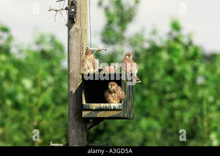Les jeunes Faucons crécerelles Falco tinnunculus assis sur et dans un nichoir potton bedfordshire Banque D'Images