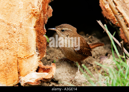 Le Troglodyte mignon Troglodytes troglodytes à la recherche d'insectes autour de pieux journal bedfordshire potton Banque D'Images