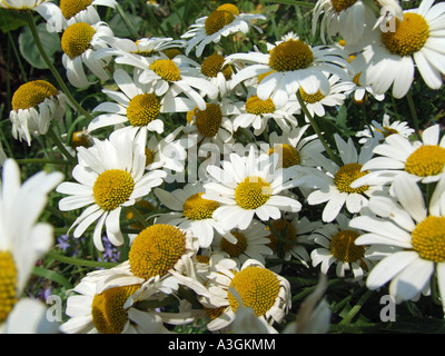 Gros plan sur Ox Eye Daisies, Angleterre, Royaume-Uni Banque D'Images